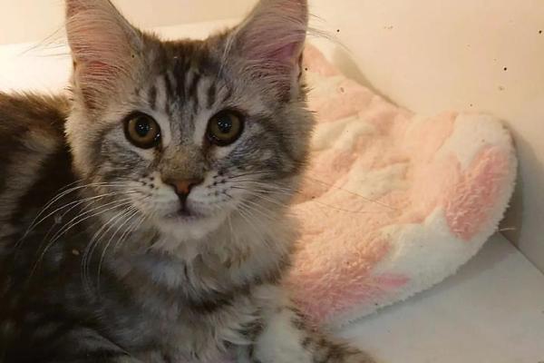 花不棱登是什么生肖(花不楞登) 花不棱登是什么生肖(花不楞登)