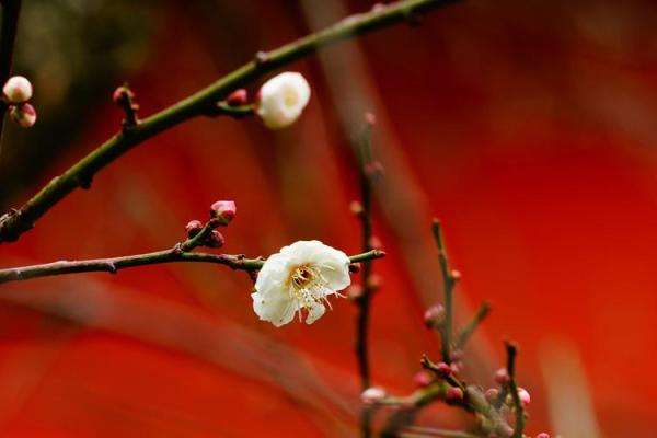 红色梅花三六九代表什么生肖(红色梅花三六九代表什么生肖啊) 红色梅花三六九代表什么生肖(红色梅花三六九代表什么生肖啊)
