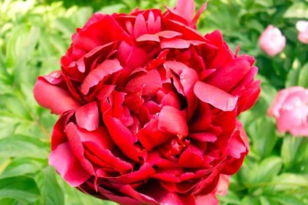 大家闺秀是什么生肖(大家闺秀是什么生肖正确答案)