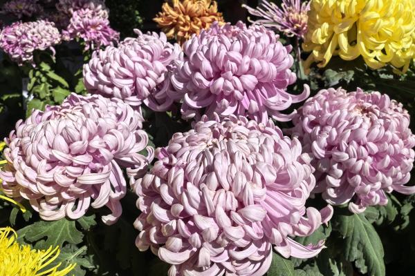 光阴似箭是什么生肖(光阴似箭是什么生肖最佳答案) 光阴似箭是什么生肖(光阴似箭是什么生肖最佳答案)