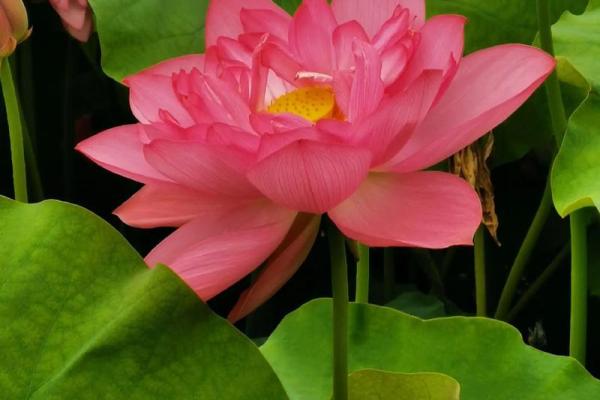 暗香浮动打一生肖(暗香浮动的意思)