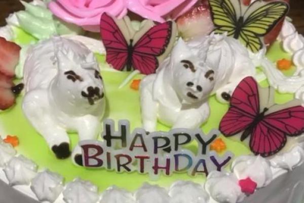 蛋糕是特马是哪一个生肖(蛋糕是特马开什么生肖) 蛋糕是特马是哪一个生肖(蛋糕是特马开什么生肖)