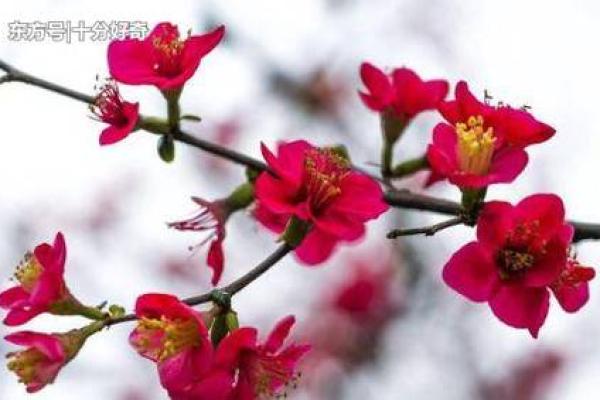 1978属马桃花运在几月_1978年属马人桃花运最佳月份农历五月姻缘旺盛 1978属马桃花运在几月_1978年属马人桃花运最佳月份农历五月姻缘旺盛