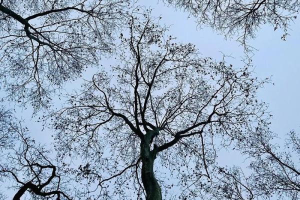 枯木逢春是什么生肖(枯木逢春是什么生肖成语答案落实) 枯木逢春是什么生肖(枯木逢春是什么生肖成语答案落实)