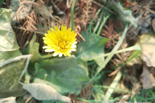 春风细雨是什么生肖(春风细雨整首诗怎么写) 春风细雨是什么生肖(春风细雨整首诗怎么写)