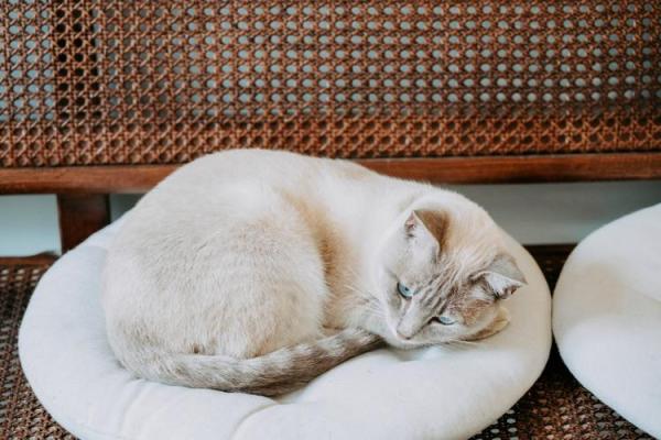 乐此不疲是什么生肖(乐此不疲是什么生肖动物)