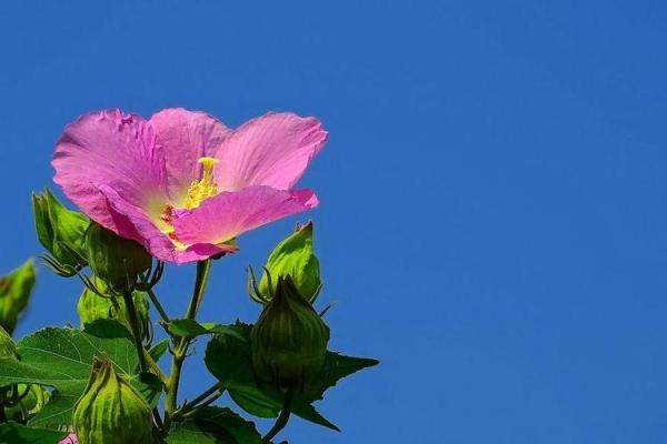 生肖本命带绿花是指什么生肖(生肖本命带绿花是指什么生肖)