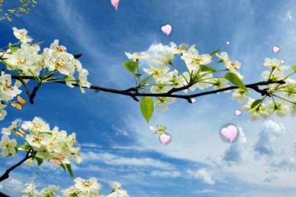 生肖本命带绿花是指什么生肖(生肖本命带绿花是指什么生肖)