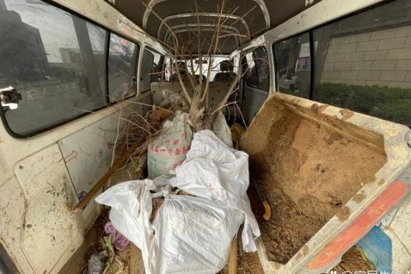 忌动土种花算动土吗(忌动土能种树吗)