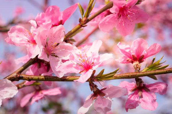 人面桃花什么生肖(人面桃花什么生肖或数字) 人面桃花什么生肖(人面桃花什么生肖或数字)
