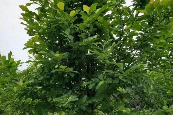 红花柳绿四季春是什么生肖(红花柳绿四季春是什么生肖的动物) 红花柳绿四季春是什么生肖(红花柳绿四季春是什么生肖的动物)