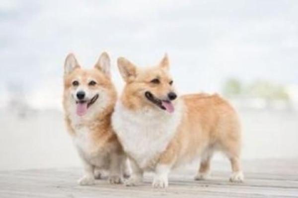 两个属狗的人结婚婚姻怎样_属狗夫妻婚姻运势解析幸福指数与相处之道