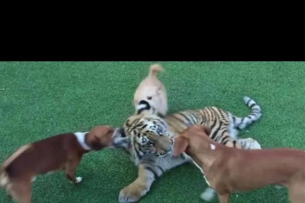 虎落平阳被犬欺打一生肖(虎落平阳被犬欺打一生肖最佳答案) 虎落平阳被犬欺打一生肖(虎落平阳被犬欺打一生肖最佳答案)