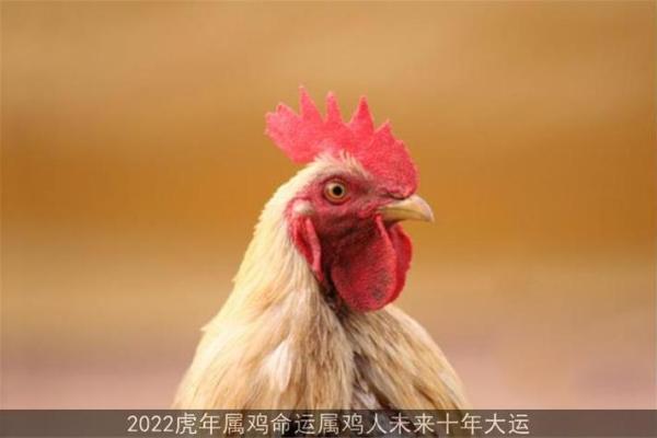 属鸡2005年的运势及运程_属鸡2005年的运势及运程怎么样 属鸡2005年的运势及运程_属鸡2005年的运势及运程怎么样