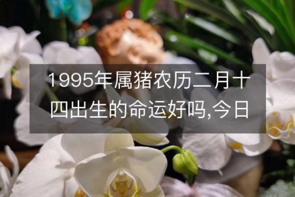 1995属猪男的命运与婚姻 1995属猪男的命运与婚姻农历12月