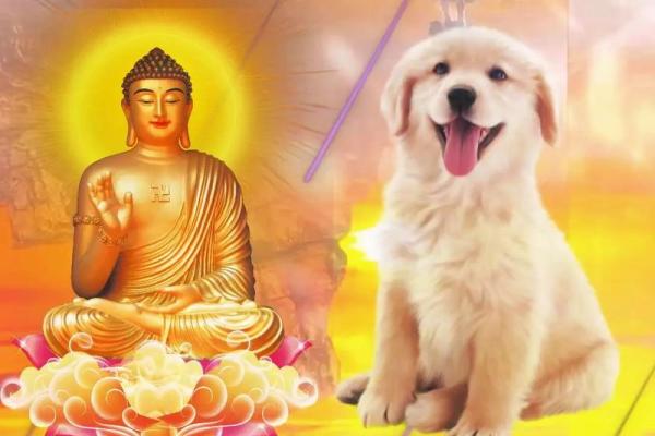 属狗今年多大年纪_属狗今年多大年纪94年出生 属狗今年多大年纪_属狗今年多大年纪94年出生