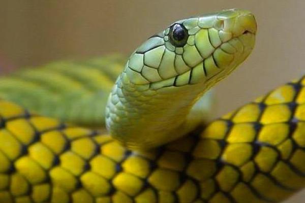 2001年属蛇姻缘在哪年最旺盛_2001年属蛇姻缘最旺盛的年份解析