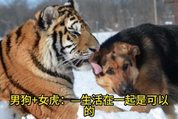 1994年属狗的最佳婚配_1994年属狗的最佳婚配时间 1994年属狗的最佳婚配_1994年属狗的最佳婚配时间