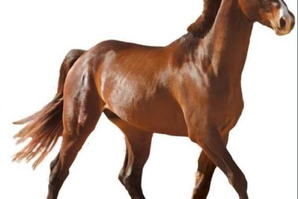 2025年属马人1966年的马运势_2025年属马人运程 2025年属马人1966年的马运势_2025年属马人运程