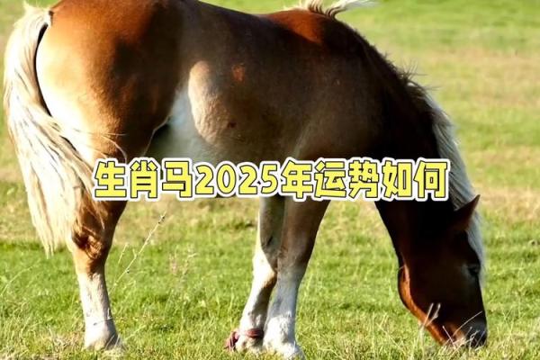 1990年男马2025年运势 1990年的马在2025年怎么样 1990年男马2025年运势 1990年的马在2025年怎么样