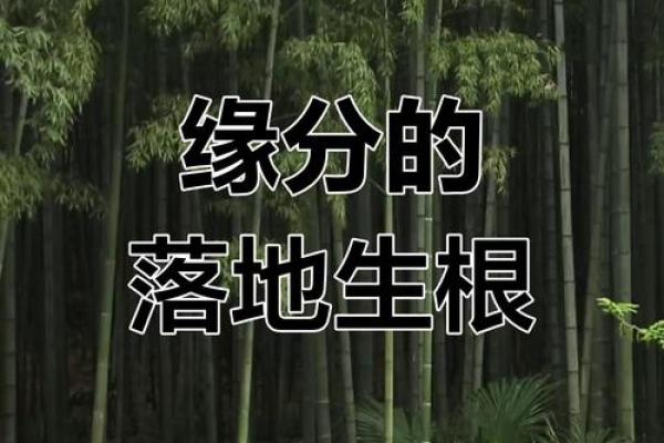 缘分落地生根是我们什么意思_缘分落地生根缘分的真正含义与深刻影响 缘分落地生根是我们什么意思_缘分落地生根缘分的真正含义与深刻影响