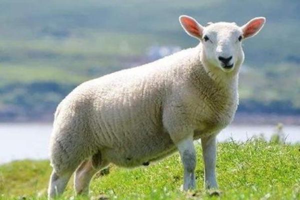 今年属羊的多大 2023年属羊人年龄查询今年属羊的多大 今年属羊的多大 2023年属羊人年龄查询今年属羊的多大