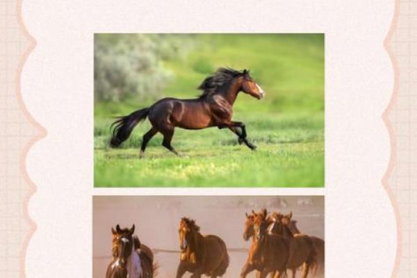 2002年属马的男孩出生命运_2002年属马的男孩的命运 2002年属马的男孩出生命运_2002年属马的男孩的命运