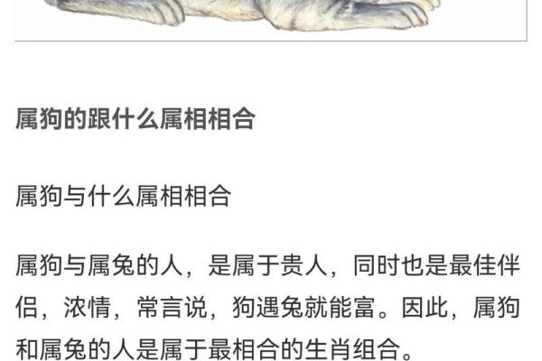 属狗的最佳婚配属相揭秘最合拍的生肖配对