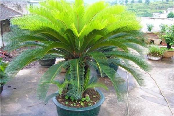 铁树开花是什么生肖