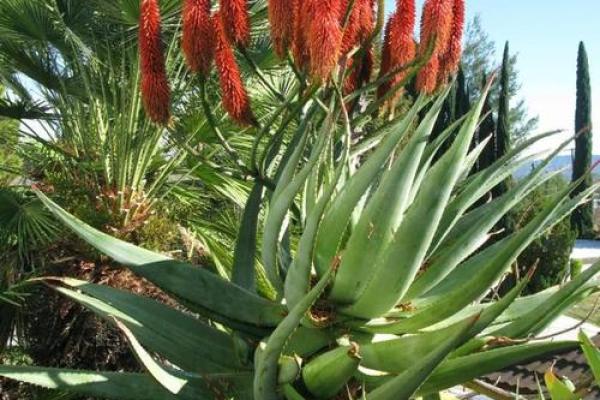 铁树开花是什么生肖