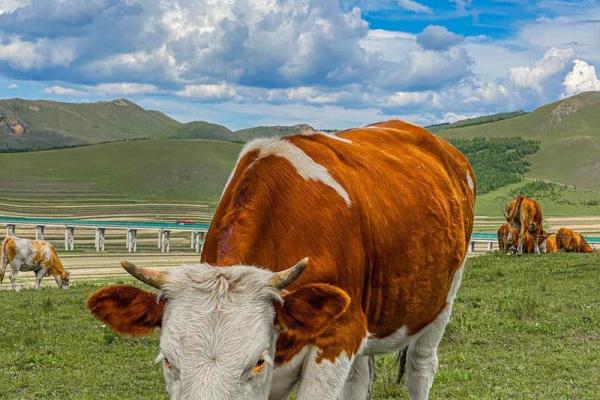 高山流水打一个生肖 高山流水打一个生肖