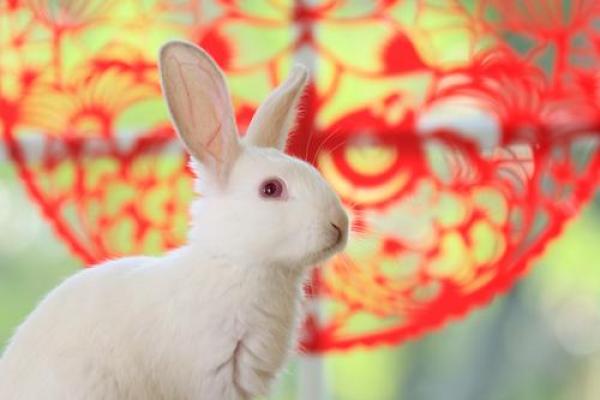 属兔的在2025年的运势好不好呢 属兔的在2025年的运势好不好呢