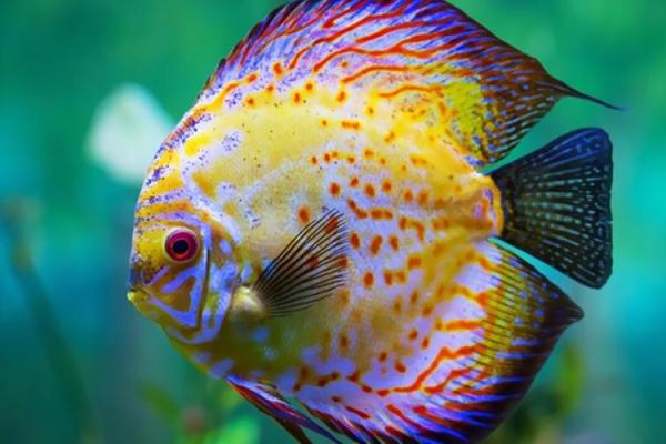 火烧眉毛代表什么生肖(火烧眉毛的动物打一生肖) 火烧眉毛代表什么生肖(火烧眉毛的动物打一生肖)