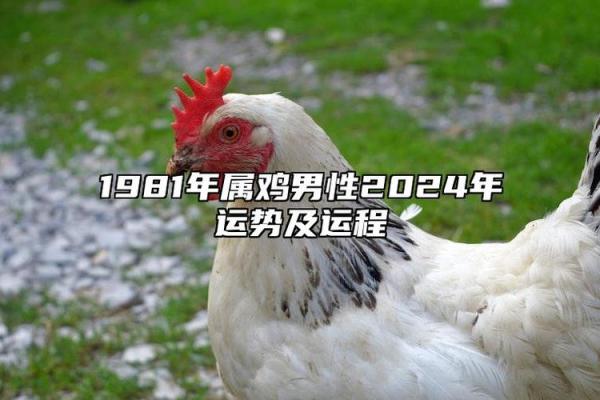 81年属鸡多大了_81年属鸡的是什么命 81年属鸡多大了_81年属鸡的是什么命