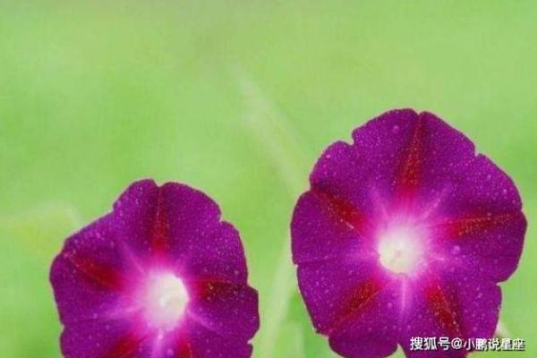 情不自禁打一个生肖(情不自禁打一生肖最佳答案) 情不自禁打一个生肖(情不自禁打一生肖最佳答案)