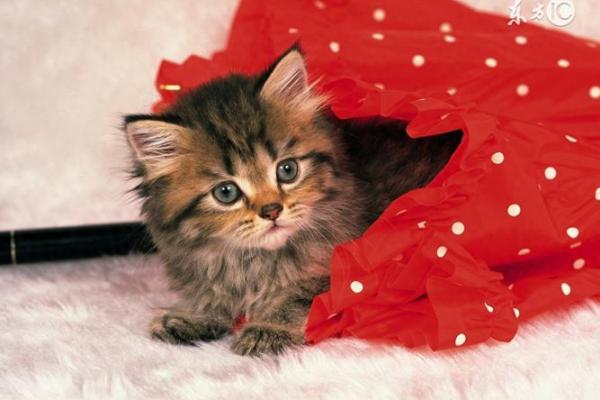 梦到猫是什么征兆 女性 梦到猫是什么征兆 女性