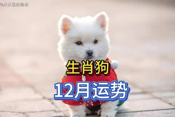 2022年属狗人的全年运势 2022年属狗人的全年运势