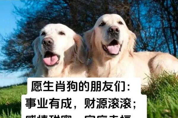 属狗2020年运势