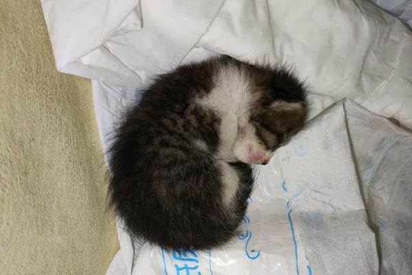 梦见猫生小猫是什么预兆 梦见猫生小猫是什么预兆