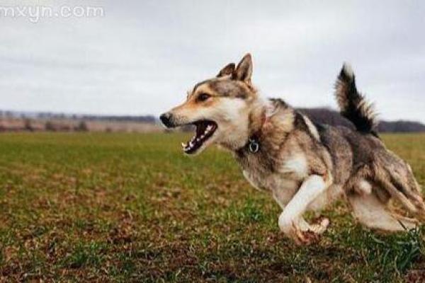 女人梦见狗追咬是吉兆