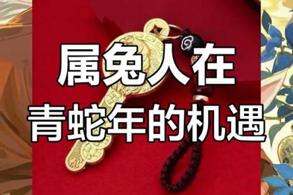 2025年属兔的运势和财运1987年 属兔2025年运势及运程1987年的兔