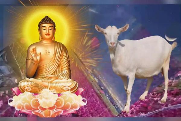 2022年属羊人的全年运势 2022年属羊人的全年运势