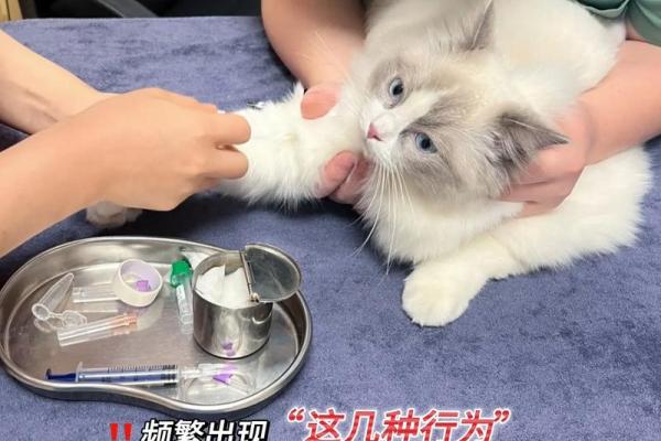 做梦被猫咬是什么征兆 做梦被猫咬是什么征兆