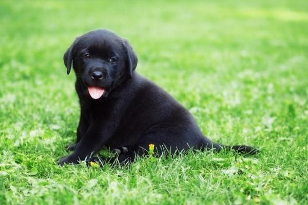 中年女人梦见狗是什么预兆 中年女人梦见狗是什么预兆