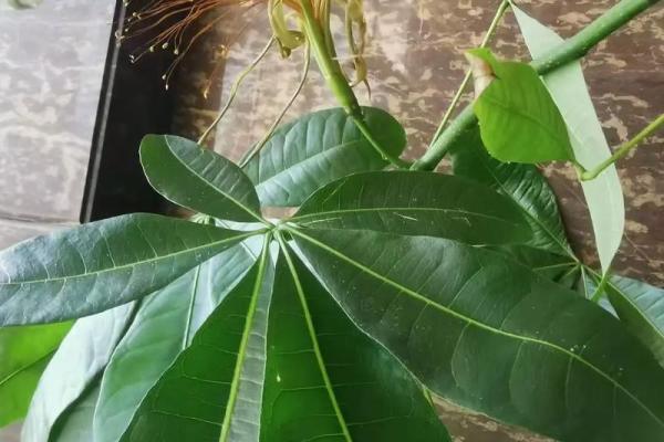 铁树发芽开金花是什么生肖 铁树发芽开金花是什么生肖