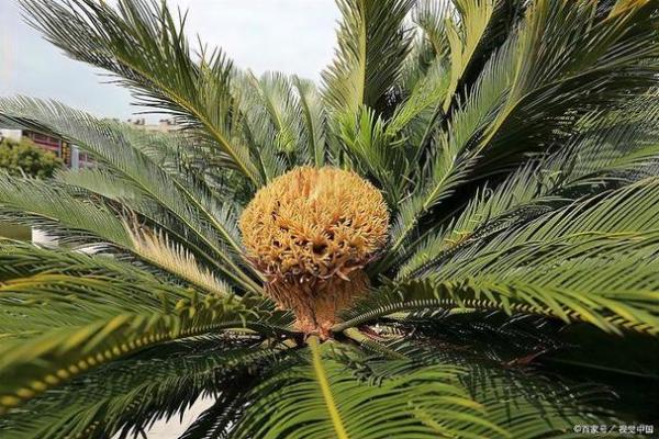 铁树发芽开金花是什么生肖 铁树发芽开金花是什么生肖