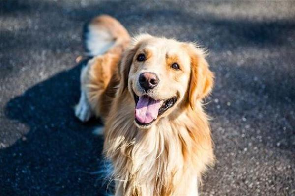 梦见狗是什么预兆 女性 梦见狗是什么预兆 女性