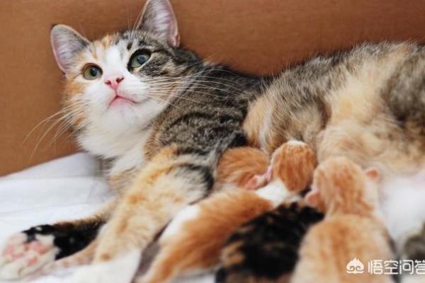 女人梦见猫是不吉之兆 女人梦见猫是不吉之兆