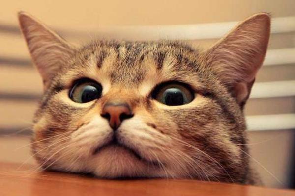 女人梦见猫的七大预兆 女人梦见猫的七大预兆