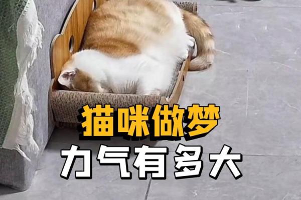 梦到猫 梦到猫